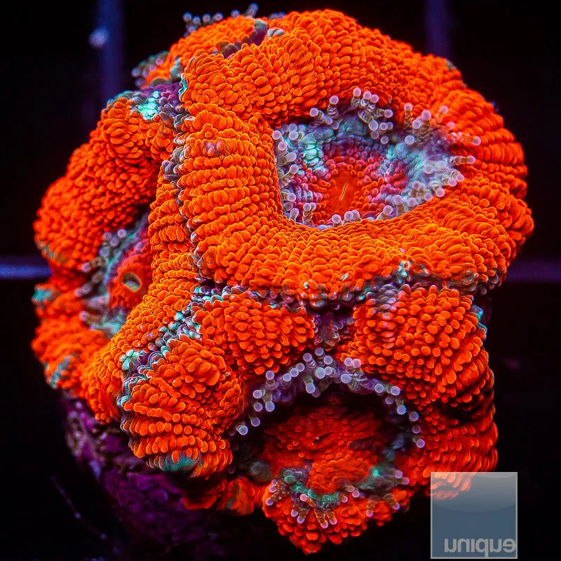 Micromussa lordhowensis sp. Red Acan Lord- WYSIWYG Frag LPS