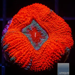 Micromussa lordhowensis sp. Red and Blue Acan Lord- WYSIWYG Frag LPS