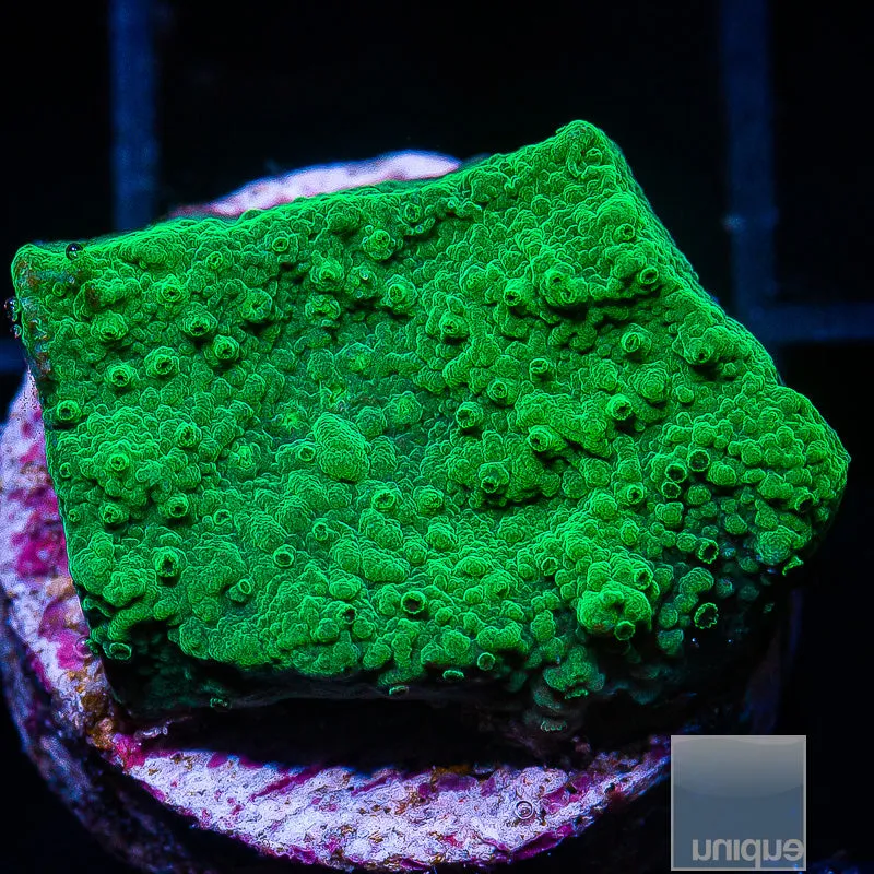 Montipora sp. Green Monttipora- WYSIWYG Frag SPS